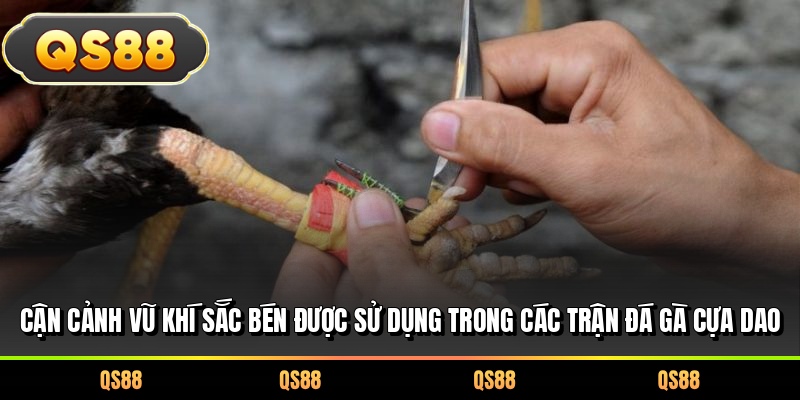 Cận cảnh vũ khí sắc bén được sử dụng trong các trận đá gà cựa dao