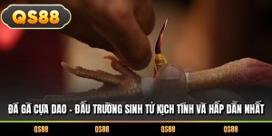 Đá Gà Cựa Dao – Đấu Trường Sinh Tử Kịch Tính Và Hấp Dẫn Nhất