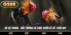 Đá Gà Thomo – Đấu Trường Cá Cược Chiến Kê Số 1 Hiện Nay