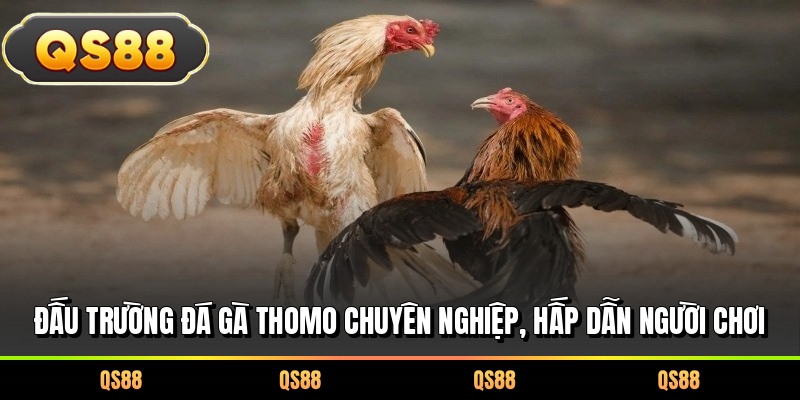 Đấu trường đá gà Thomo chuyên nghiệp, hấp dẫn người chơi