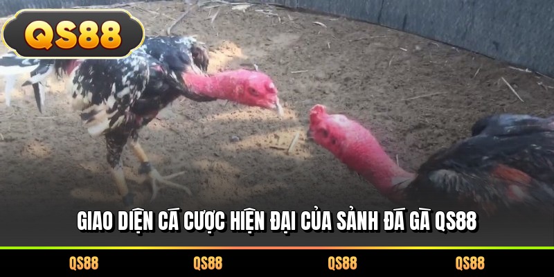 Giao diện cá cược hiện đại của sảnh đá gà QS88