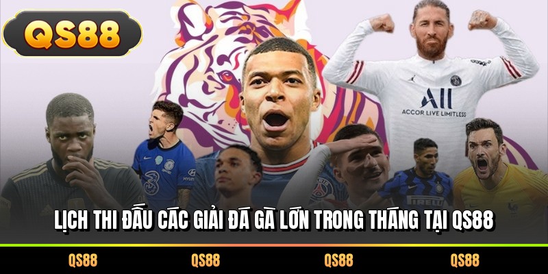 Lịch thi đấu các giải đá gà lớn trong tháng tại QS88