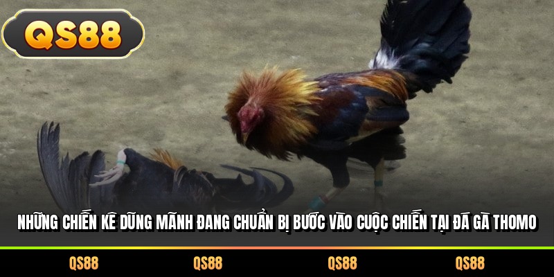 Những chiến kê dũng mãnh đang chuẩn bị bước vào cuộc chiến tại đá gà Thomo