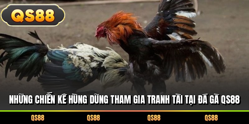 Những chiến kê hùng dũng tham gia tranh tài tại đá gà QS88