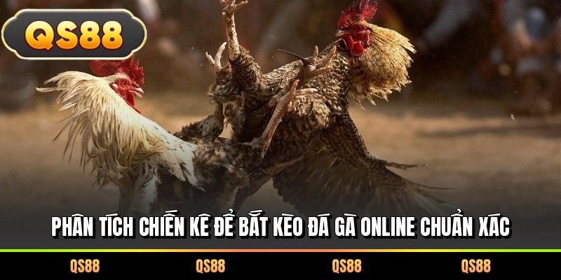 Phân tích chiến kê để bắt kèo đá gà online chuẩn xác