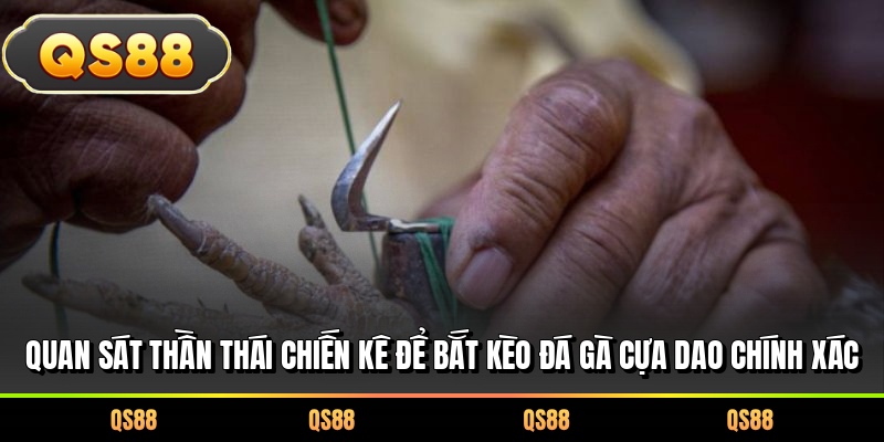 Quan sát thần thái chiến kê để bắt kèo đá gà cựa dao chính xác