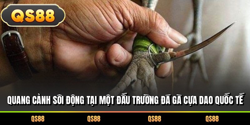 Quang cảnh sôi động tại một đấu trường đá gà cựa dao quốc tế