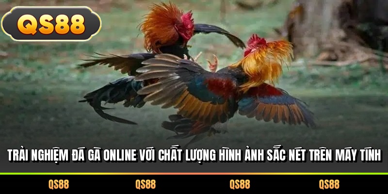 Trải nghiệm đá gà online với chất lượng hình ảnh sắc nét trên máy tính